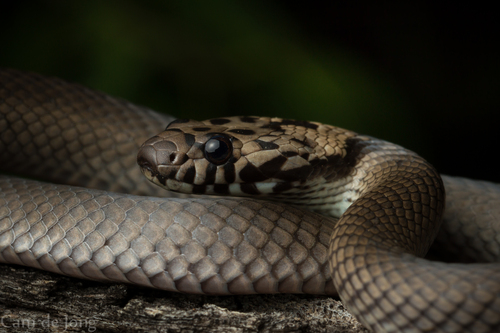 Pale-headed Snake sighting