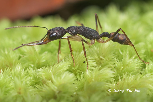 麦氏镰猛蚁Harpegnathos macgregori