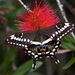 Papilio ophidicephalus ayresi - Photo (c) Matt Brady, todos los derechos reservados, subido por Matt Brady