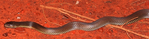 Mulga Snake sighting