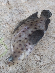 Barramundi Cod