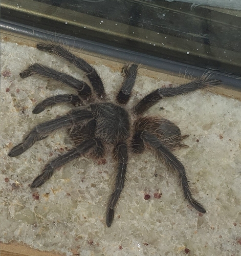 Lasiodora franciscana