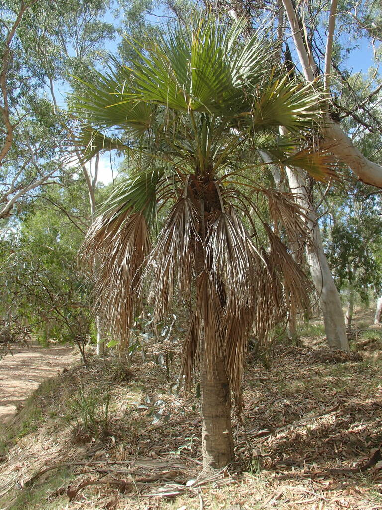 Livistona lanuginosa