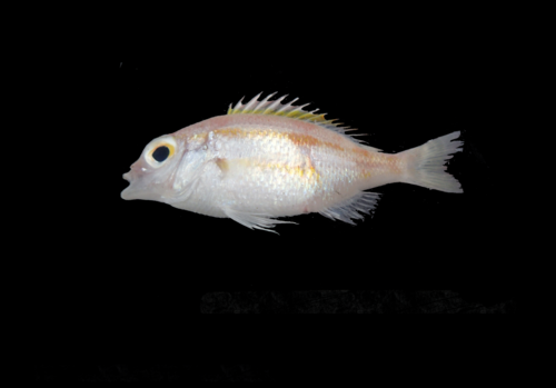 Parascolopsis tosensis