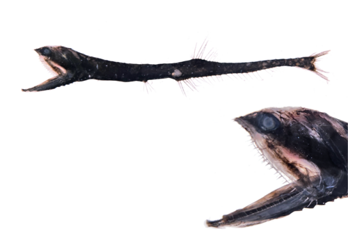 Sigmops gracilis
