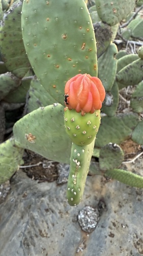 Tacinga inamoena