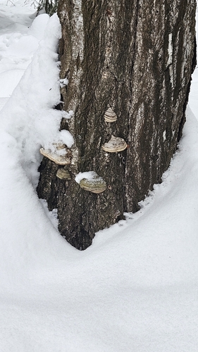 Hoof Fungus