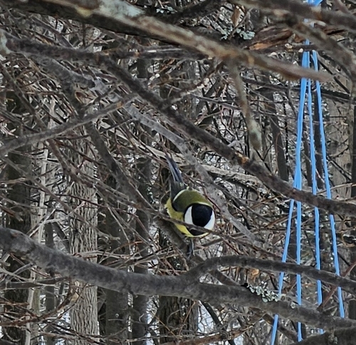 Great Tit