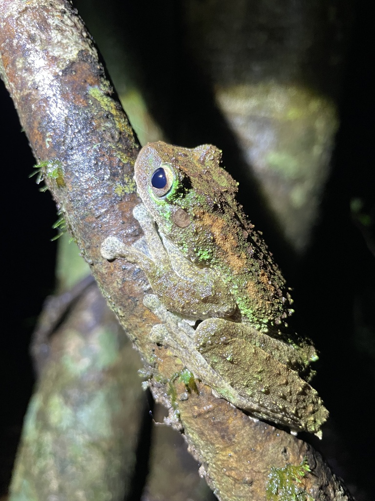 Green-eyed Tree Frog from Mount Hypipamee National Park, Upper Barron ...