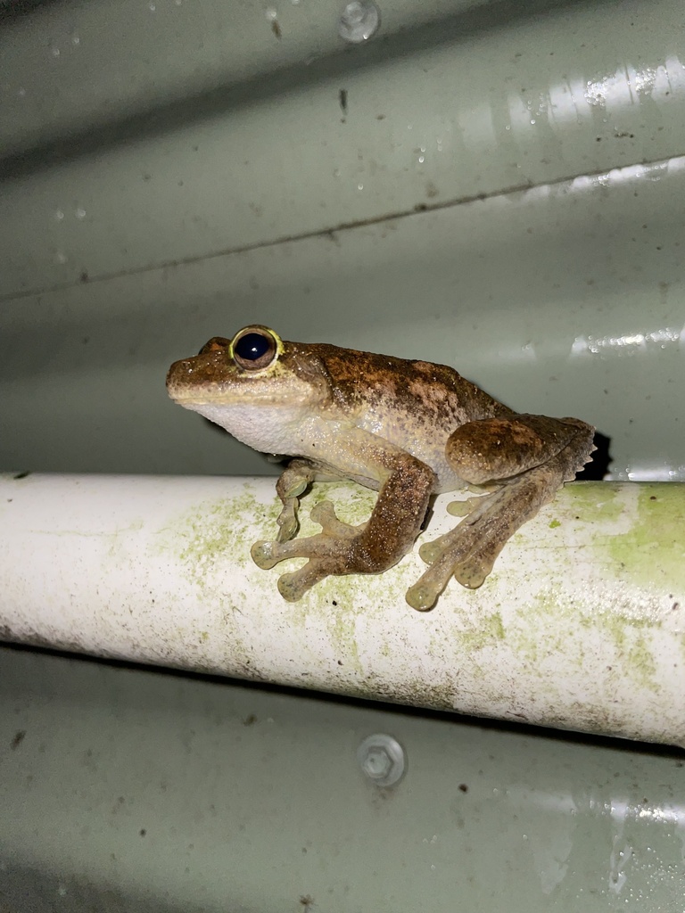 Green-eyed Tree Frog from Mount Hypipamee National Park, Upper Barron ...