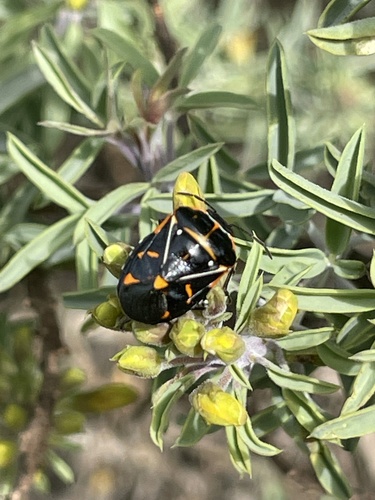 iNaturalist observation photo of Harlequin Bug