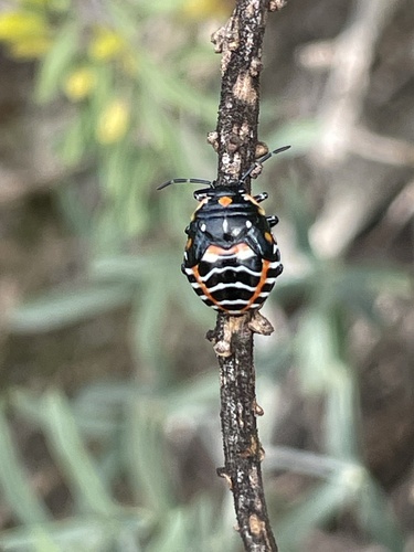 iNaturalist observation photo of Harlequin Bug