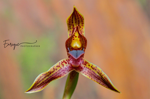 Hematoglossa Orchid