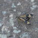 Panorpa ochraceopennis - Photo (c) Ji-Shen Wang, כל הזכויות שמורות, הועלה על ידי Ji-Shen Wang