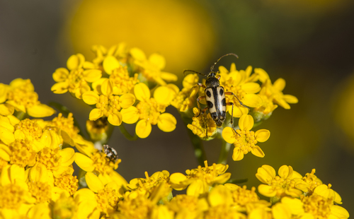 iNaturalist observation photo of Judolia sexspilota