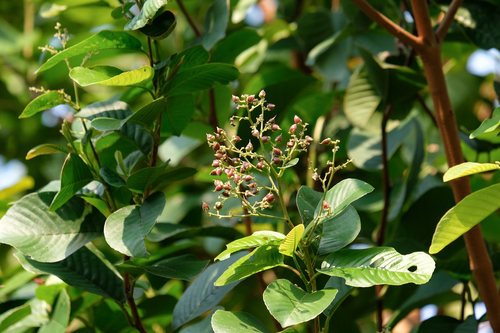 Sandpaper tetracera (Tetracera scandens)