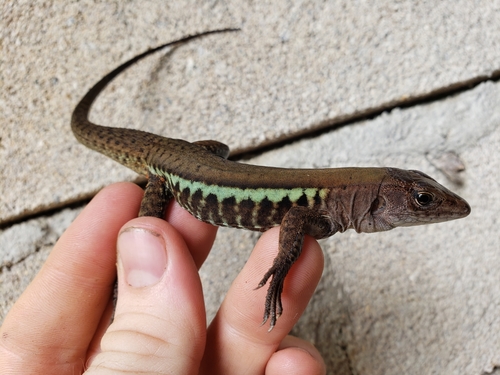 Rainbow Ameiva