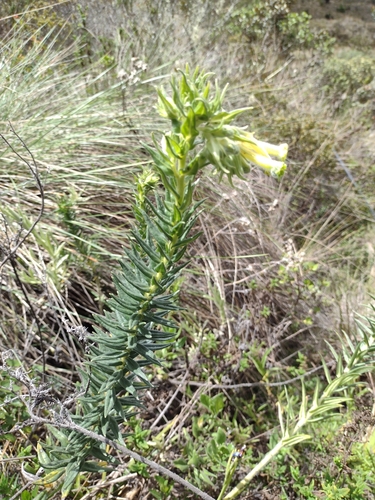 Lithospermum