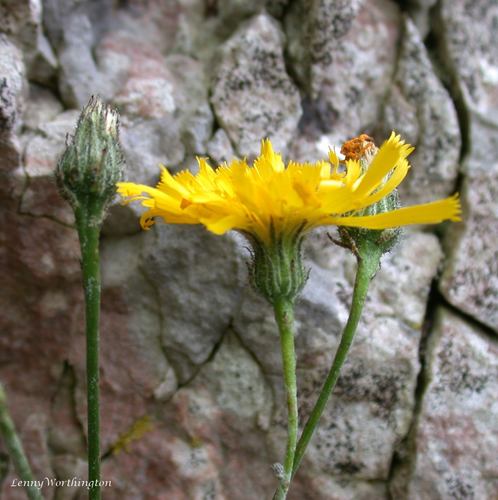Lance-leaved Hawkweed (Hieracium stictum)