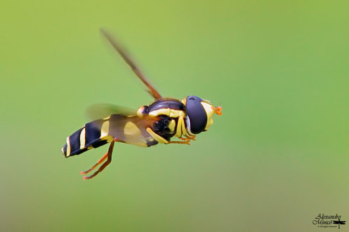 Xanthogramma pedissequum nuotrauka