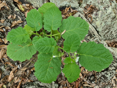 Solanum cookii