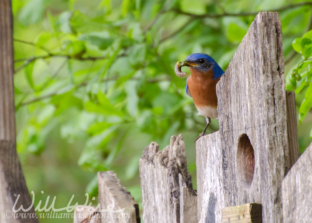 Eastern Bluebird