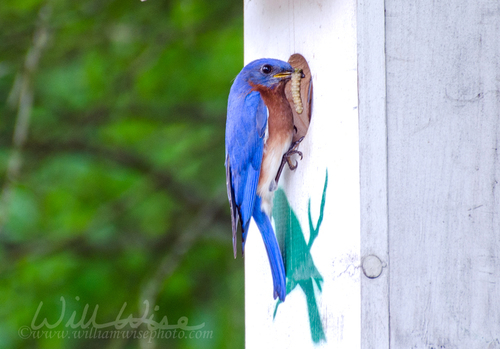 Eastern Bluebird