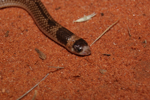 Eastern Shovel-nosed Snake sighting