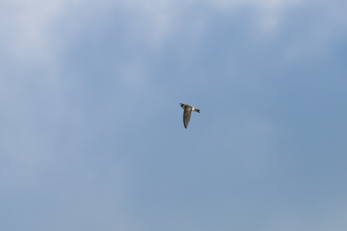 White-rumped Swiftlet