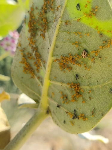 Oleander Aphid