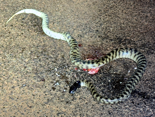 Black-headed Python sighting