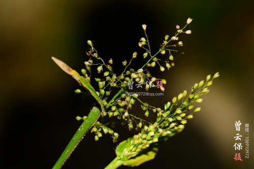 Isachne pulchella