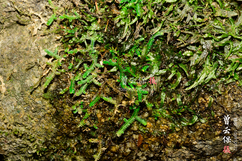 Selaginella xipholepis (Selaginella xipholepis)