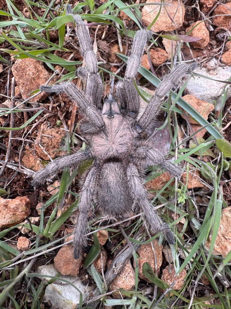 Middle East Black Tarantula (Chaetopelma olivaceum) · iNaturalist