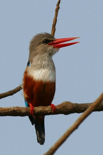 Gray-headed Kingfisher