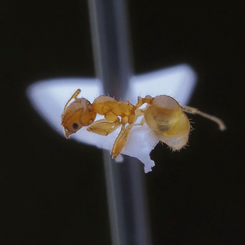 大埔大头蚁Pheidole taipoana