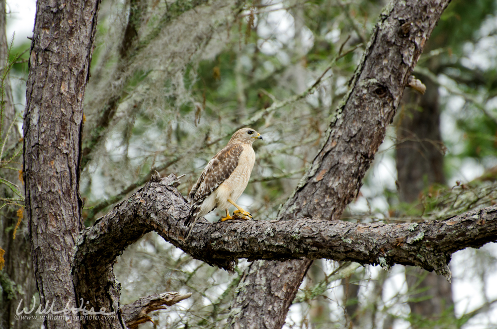 Red-shouldered Hawk in Okefenokee Swamp