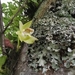 Bulbophyllum pectinatum - Photo (c) Vivian Li, todos los derechos reservados, uploaded by Vivian Li