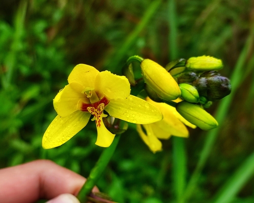 Spathoglottis chrysantha
