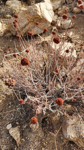 iNaturalist observation photo of California Buckwheat