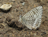 Leptotes andicola - Photo (c) Karen Nichols, all rights reserved, uploaded by Karen Nichols