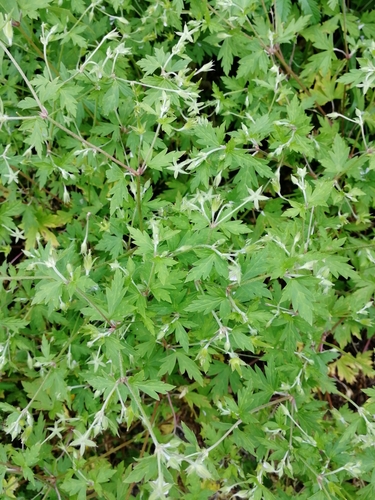 Sibirinis snaputis nuotrauka