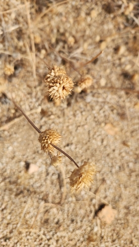 iNaturalist observation photo of Chia