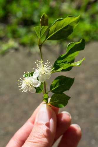 Campomanesia rhombea