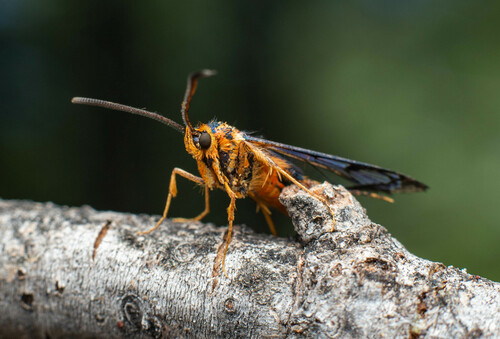 iNaturalist observation photo of Douglas-fir Pitch Moth