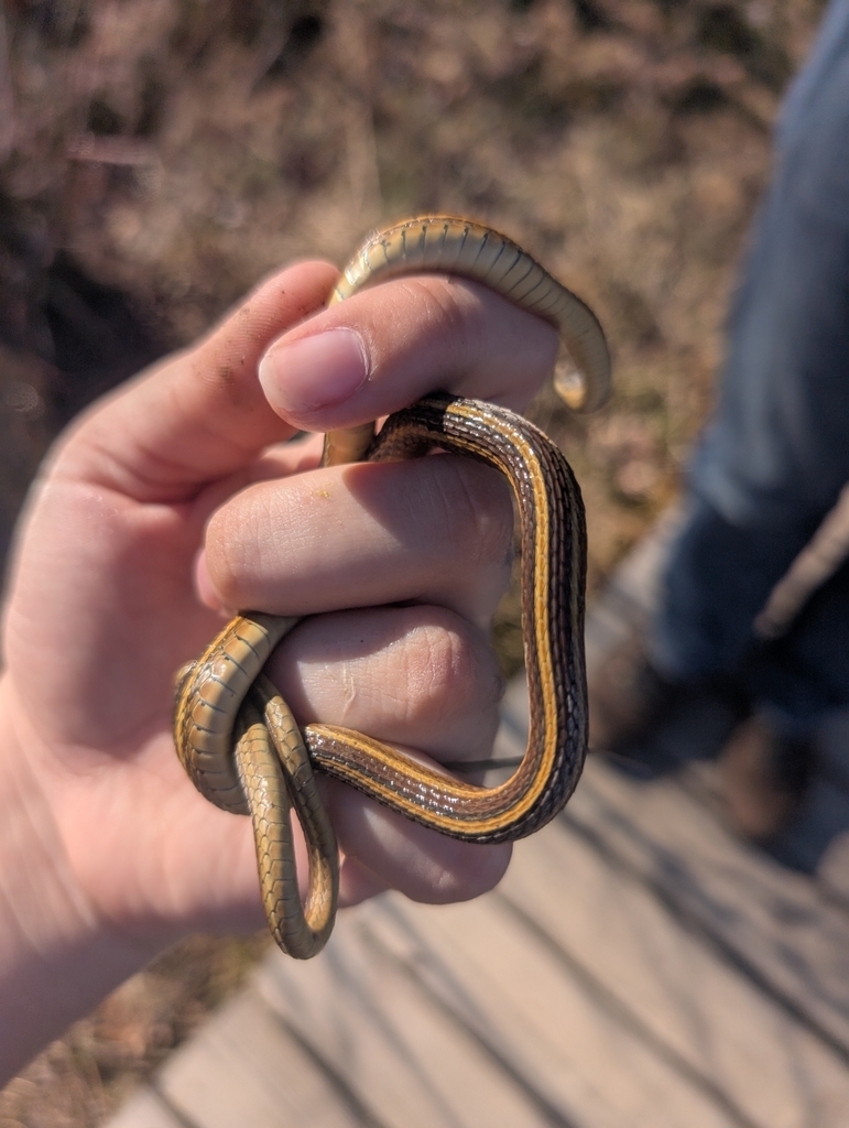 Eastern Ribbon Snake from Oak Ridge, NC, USA on February 9, 2025 at 02: ...
