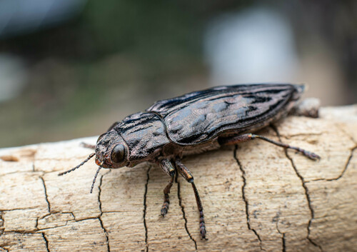 iNaturalist observation photo of Western Sculptured Pine Borer