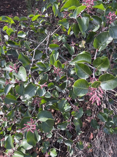iNaturalist observation photo of sugar bush