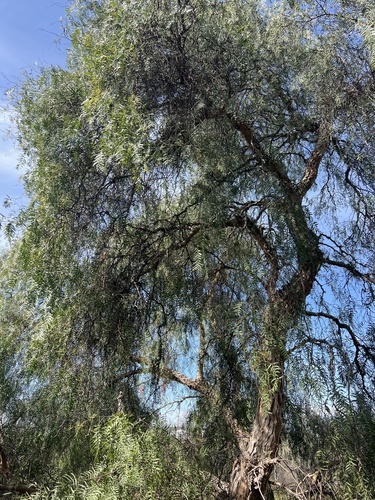 iNaturalist observation photo of Peruvian Pepper Tree