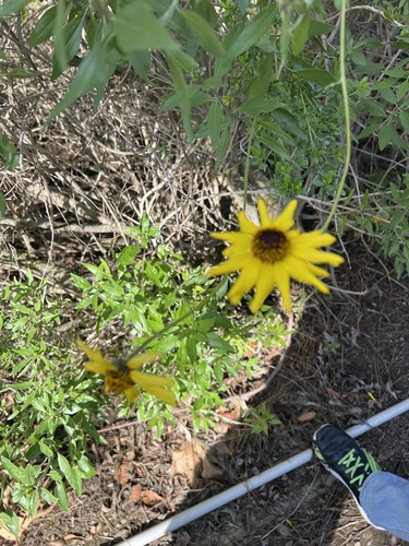 iNaturalist observation photo of California brittlebush